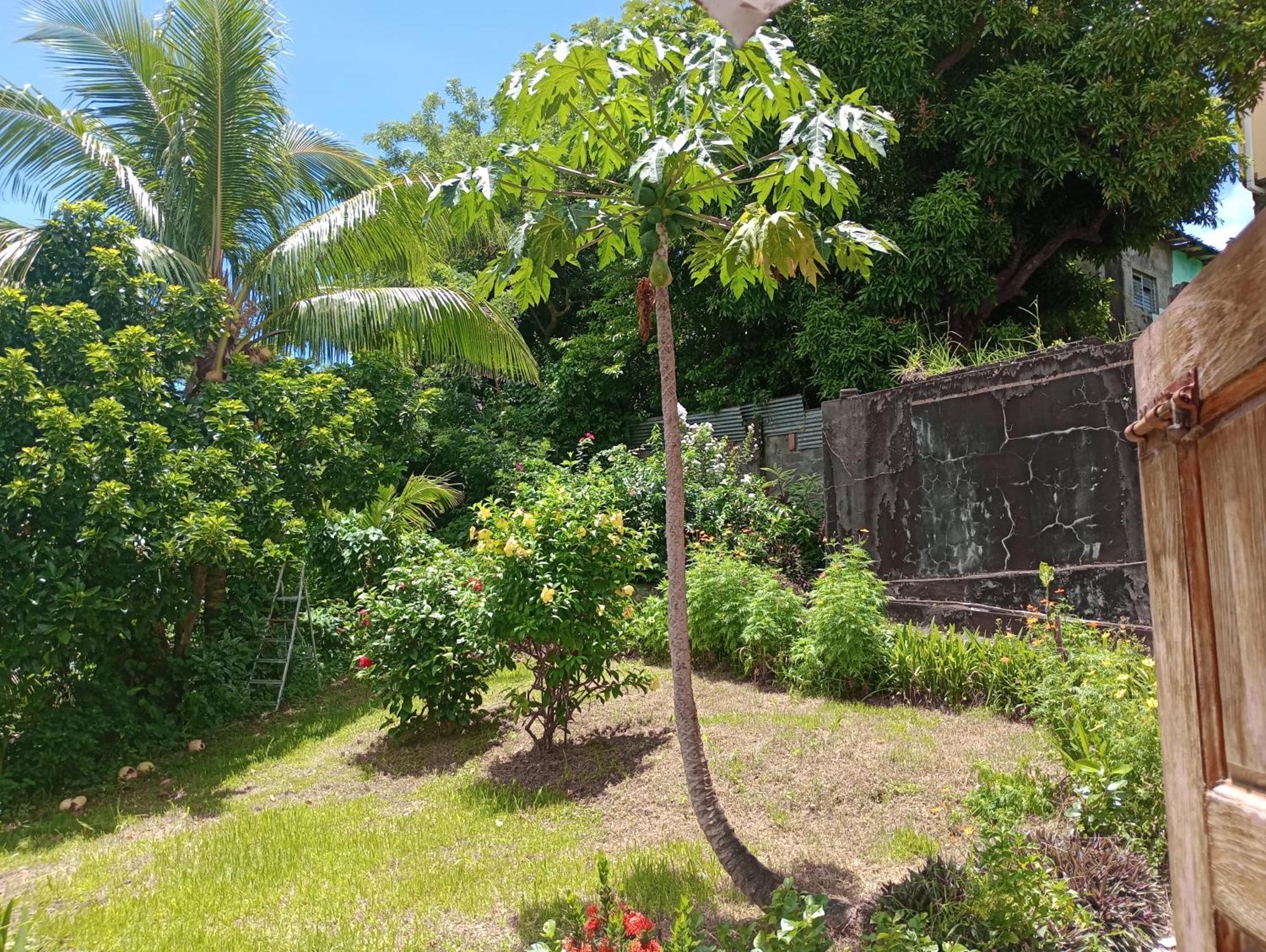 Garifuna Retreat Apartment Κίνγκσταουν Εξωτερικό φωτογραφία